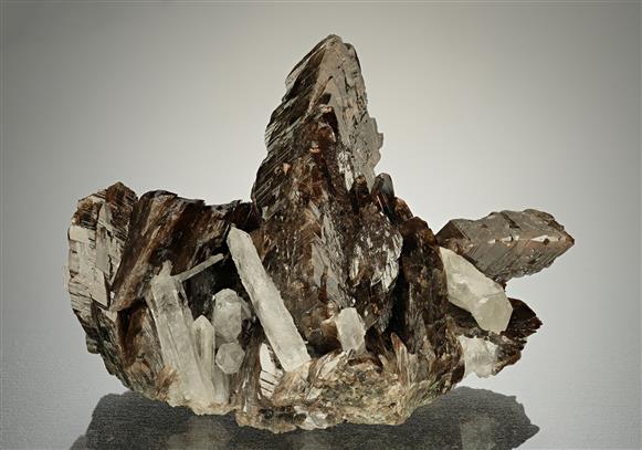 CC18218 specimen image
