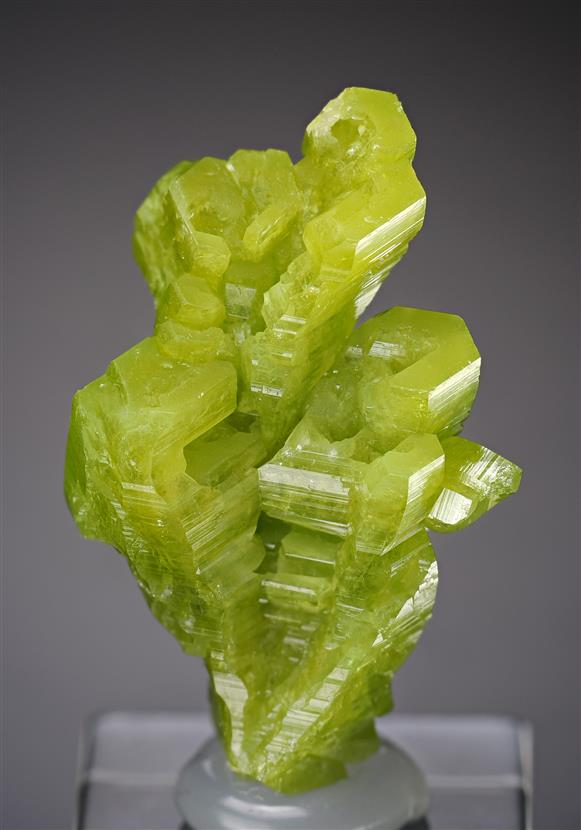CC18239 specimen image
