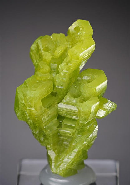 CC18239 specimen image