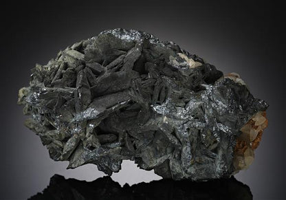CC18269 specimen image