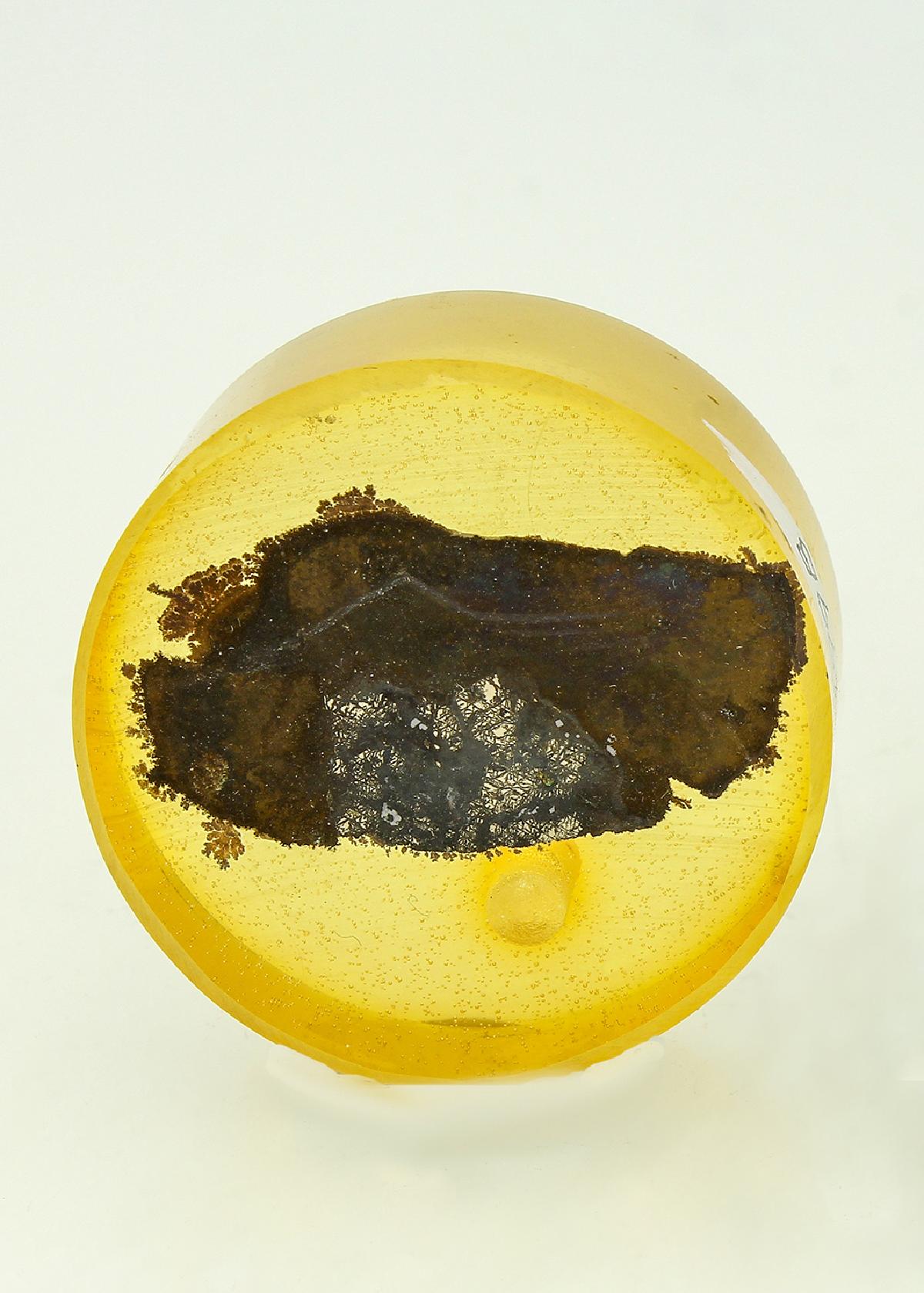 CC18332 specimen image