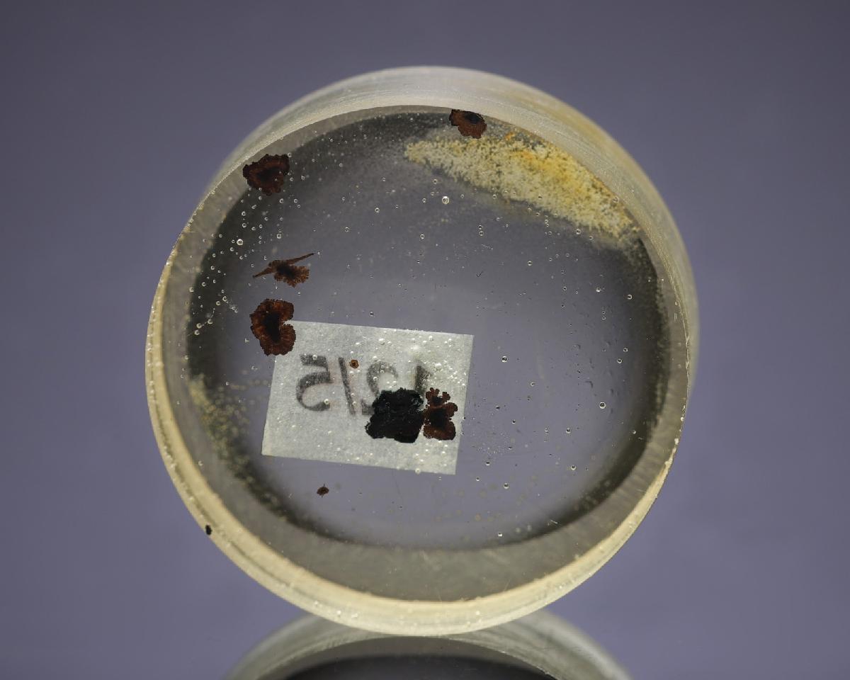 CC18446 specimen image