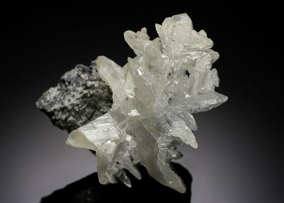 CC18527 specimen image