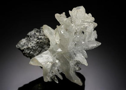 CC18527 specimen image