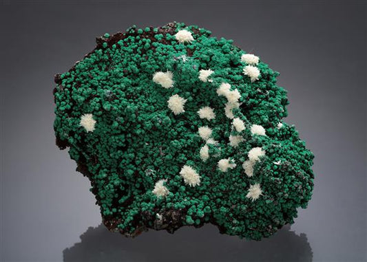 CC18535 specimen image