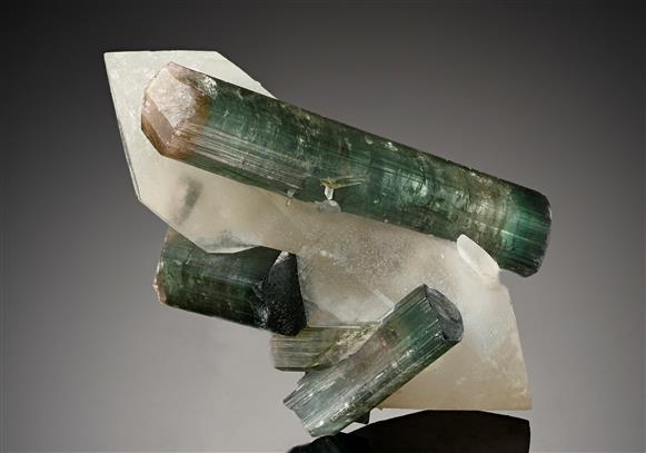 CC18579 specimen image