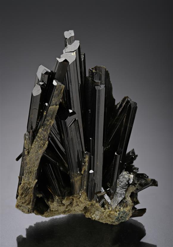 CC18733 specimen image