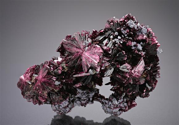 CC18741 specimen image