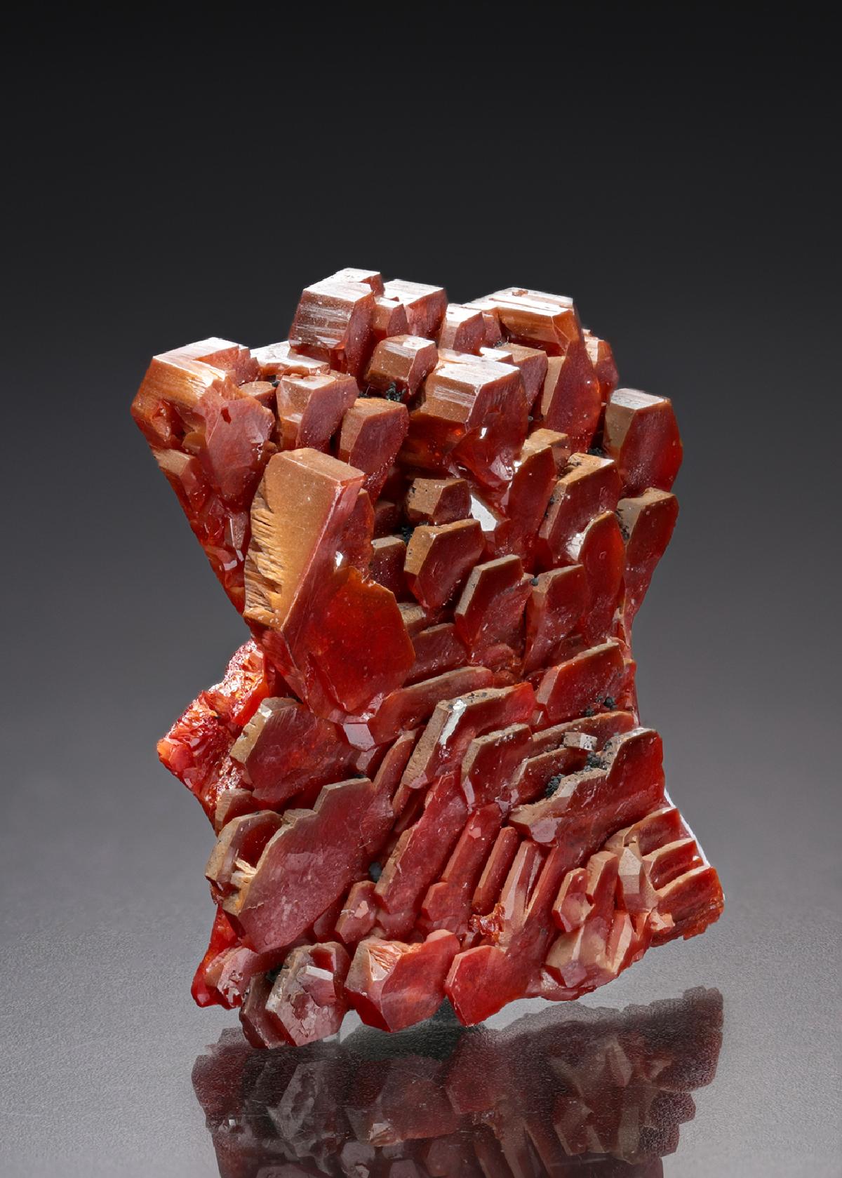 CC18784 specimen image