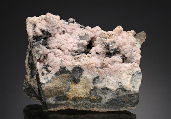 CC18791 specimen image
