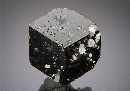CC18808 specimen image