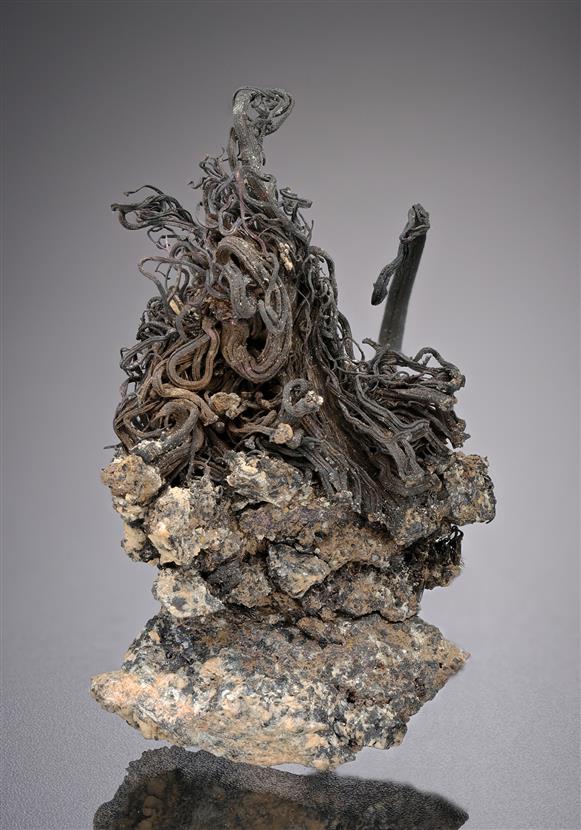 CC18814 specimen image