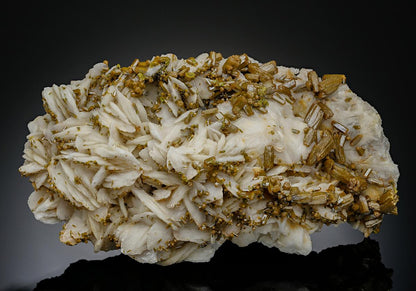 CC18830 specimen image
