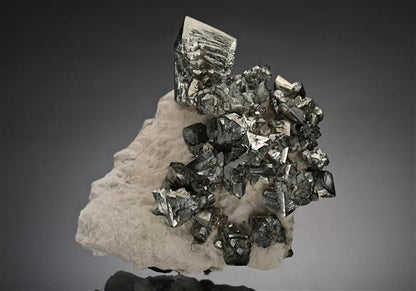 CC18837 specimen image