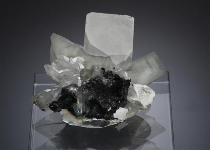 CC18841 specimen image