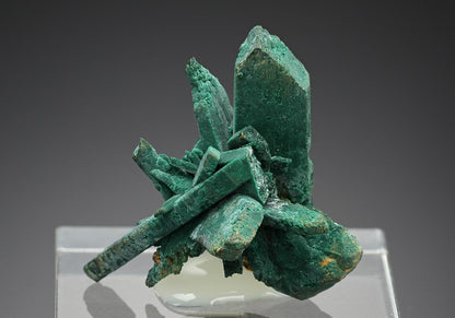 CC18881 specimen image