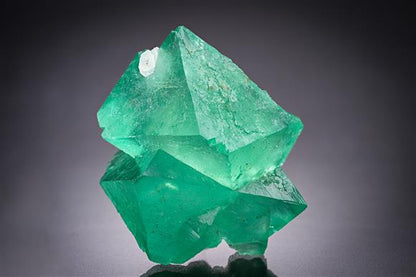 CC18929 specimen image