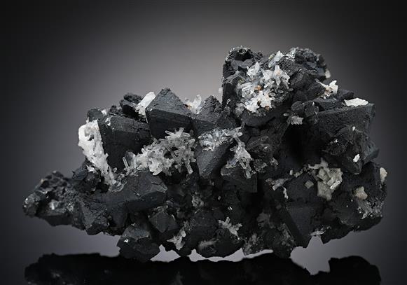 CC18950 specimen image