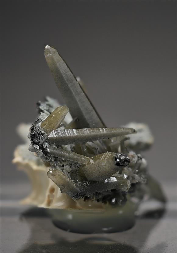 CC18955 specimen image