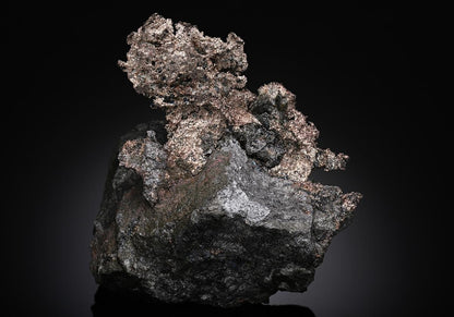 CC18964 specimen image