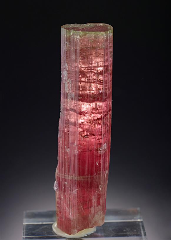 CC18979 specimen image