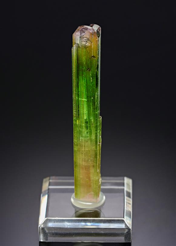 CC18996 specimen image