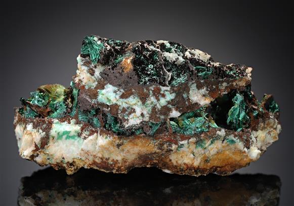 CC19027 specimen image