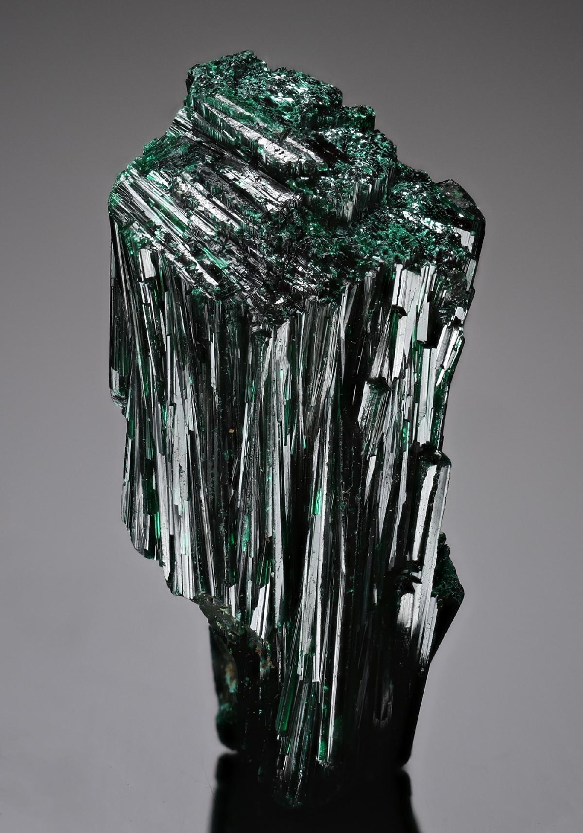 CC19042 specimen image