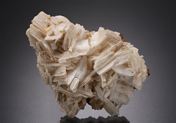 CC19048 specimen image