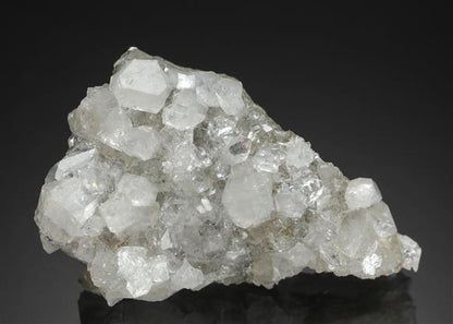 CC19079 specimen image