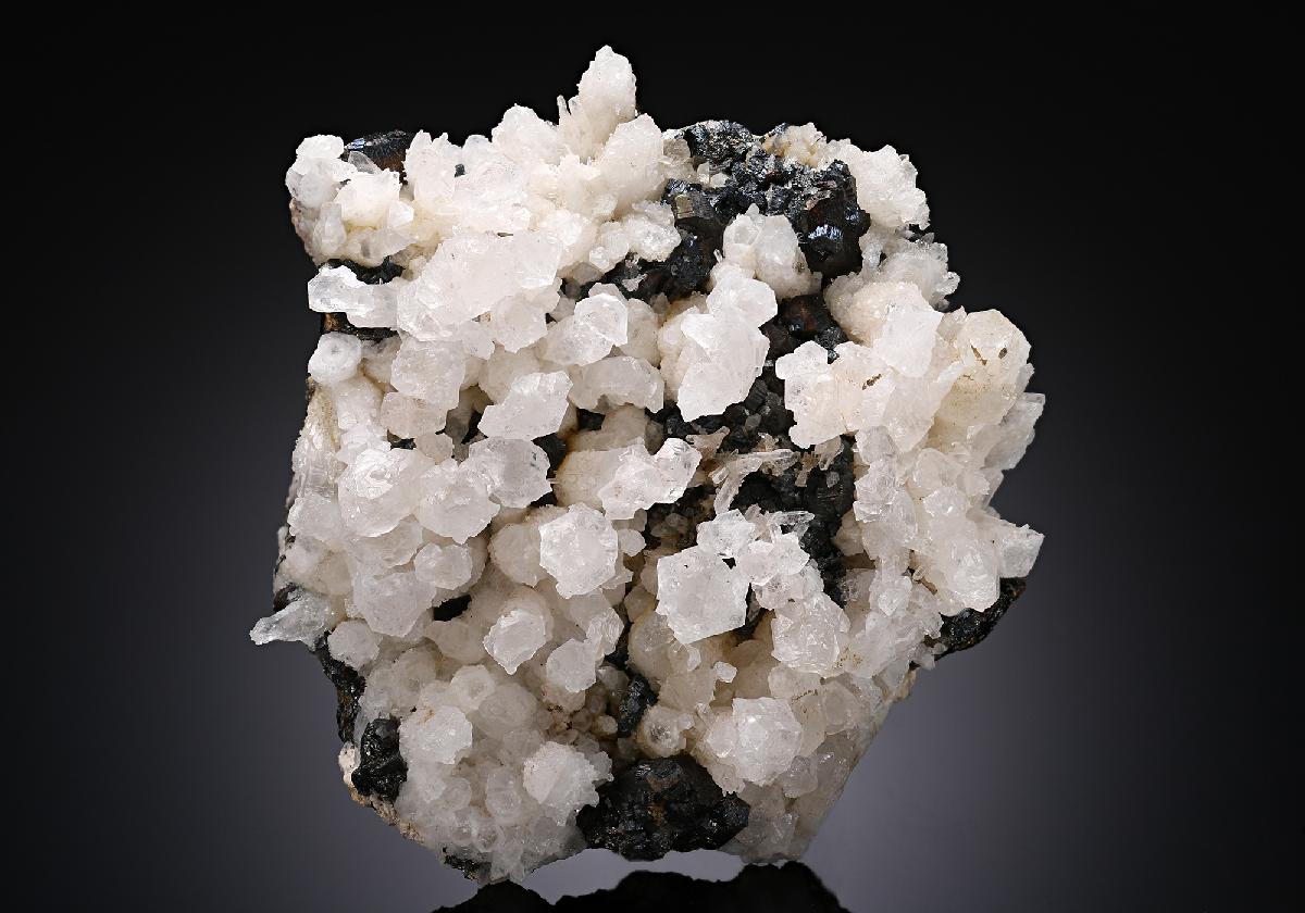 CC19083 specimen image