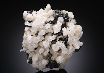 CC19083 specimen image