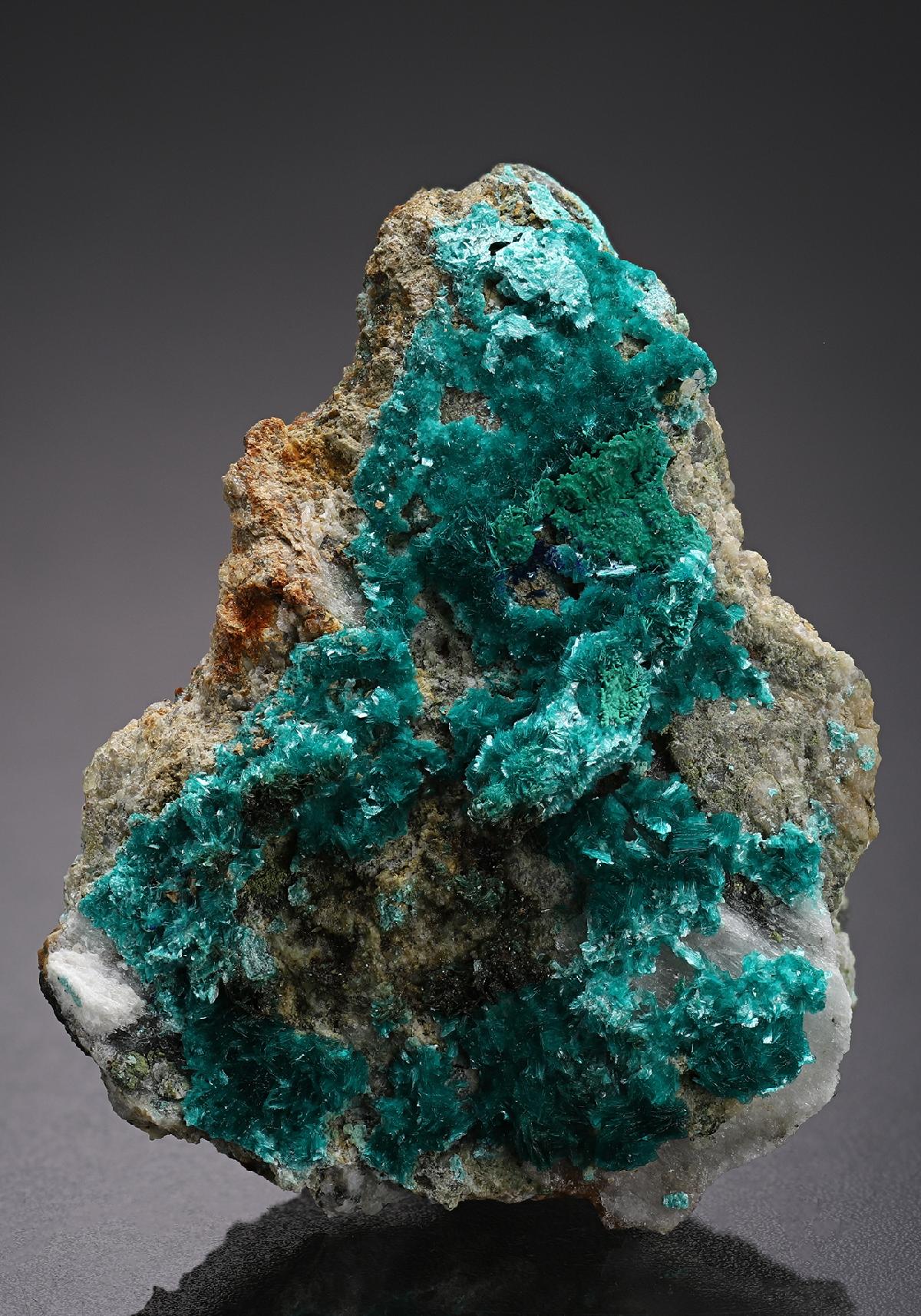 CC19095 specimen image