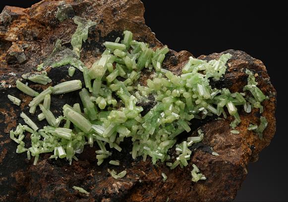 CC19099 specimen image
