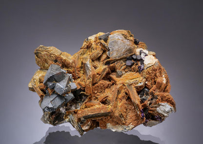 CC19101 specimen image