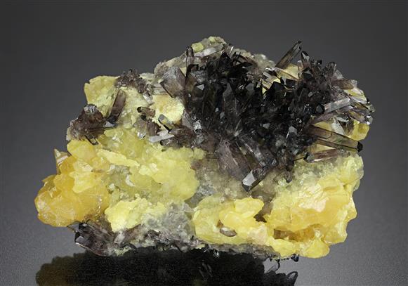 CC19136 specimen image