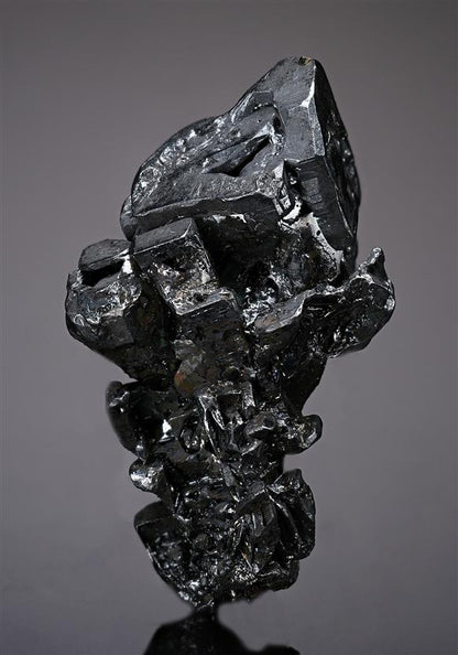 CC19137 specimen image