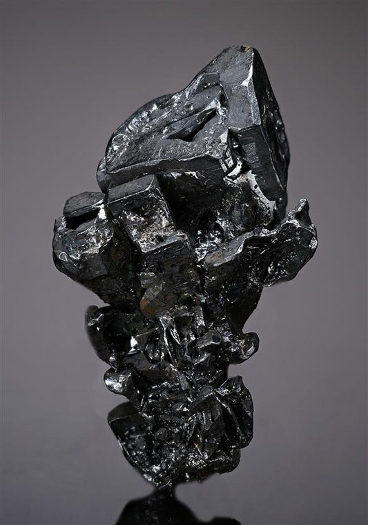 CC19137 specimen image