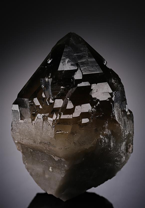 CC19152 specimen image