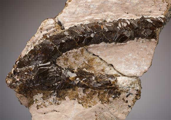 CC19156 specimen image