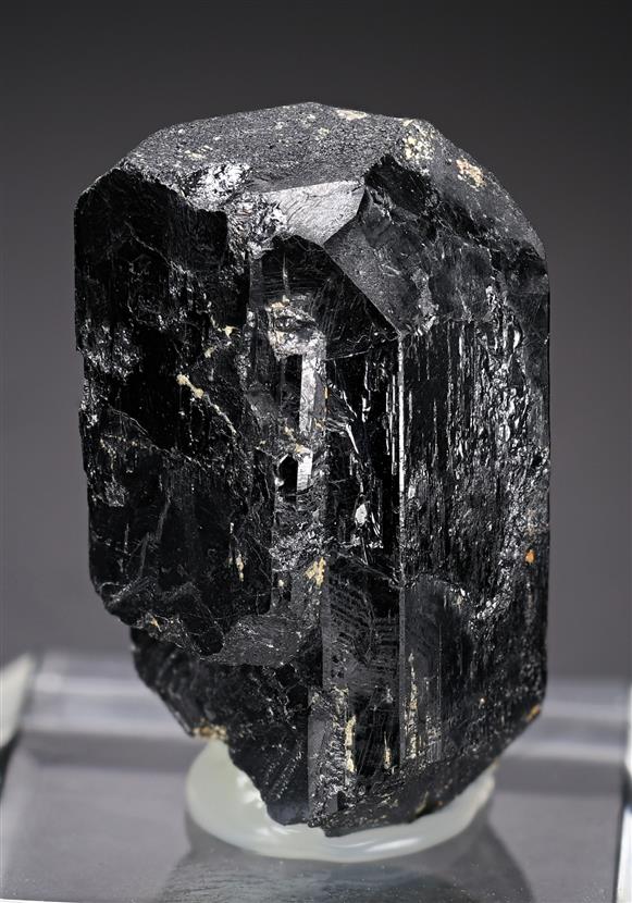 CC19160 specimen image