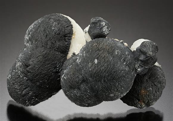 CC19167 specimen image