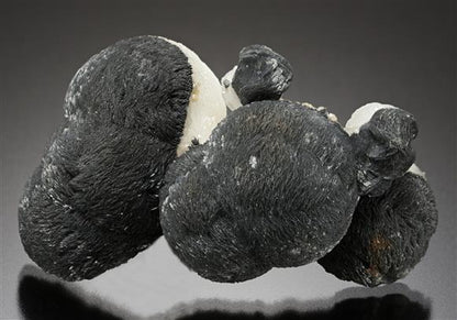 CC19167 specimen image