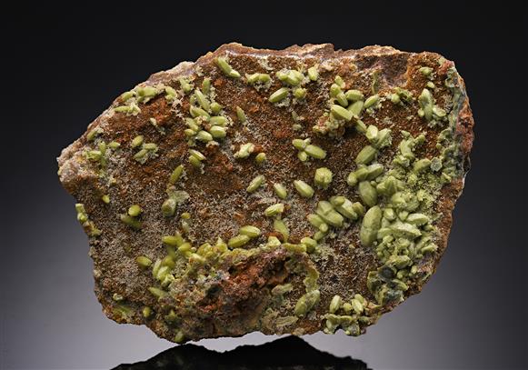 CC19179 specimen image