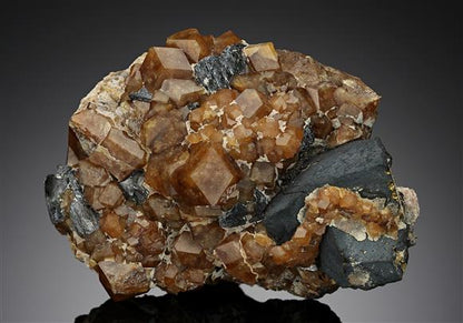 CC19224 specimen image