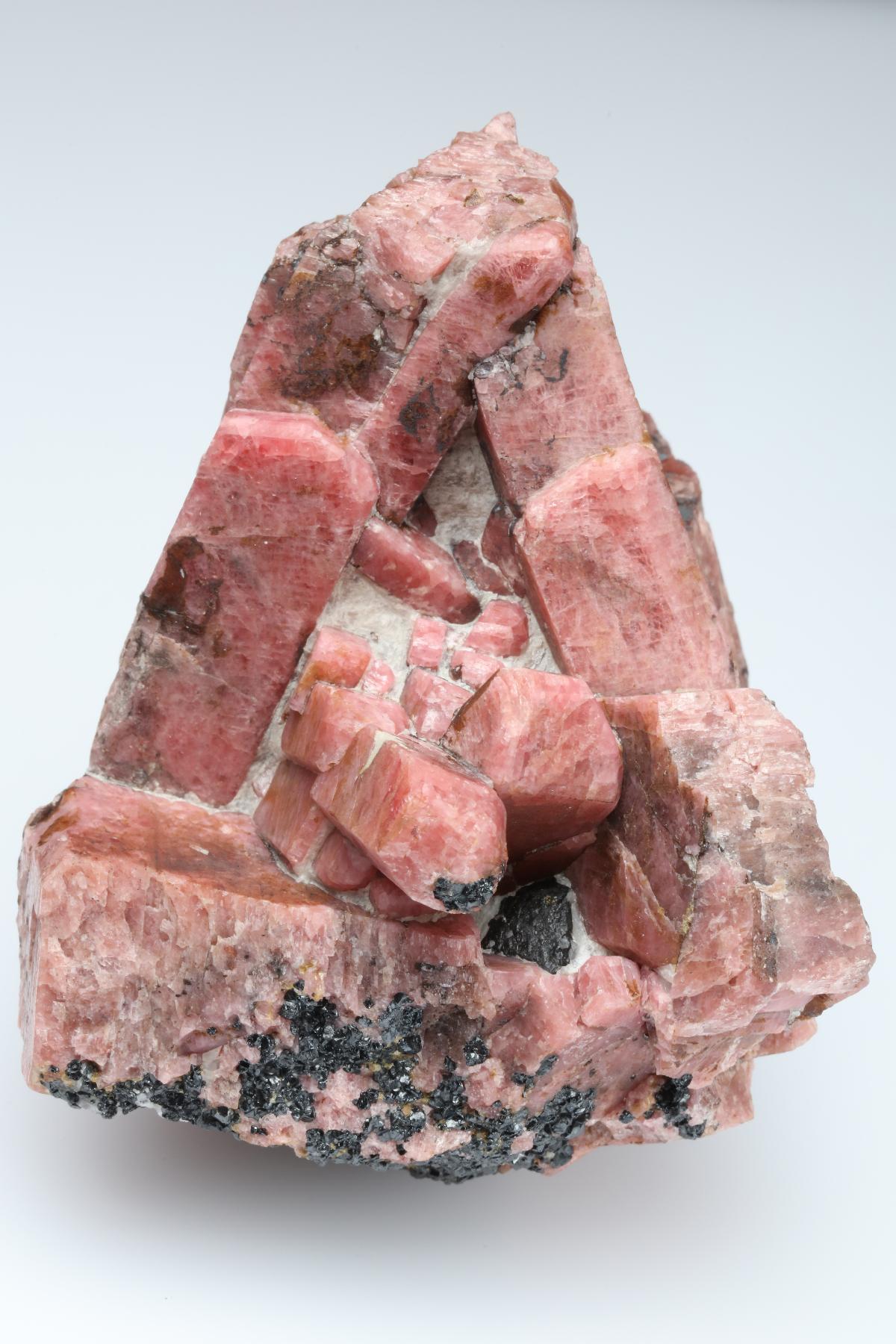 CC19247 specimen image