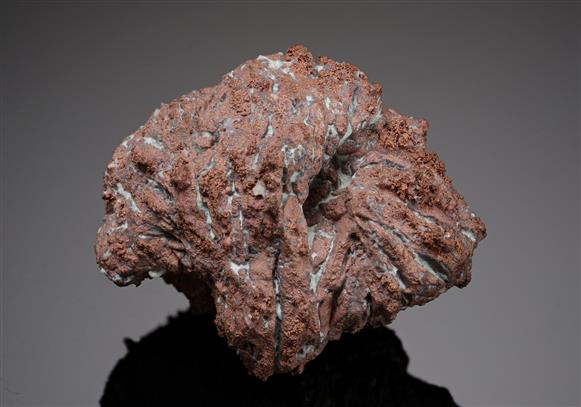 CC19250 specimen image