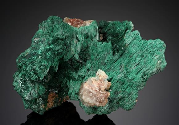 CC19252 specimen image