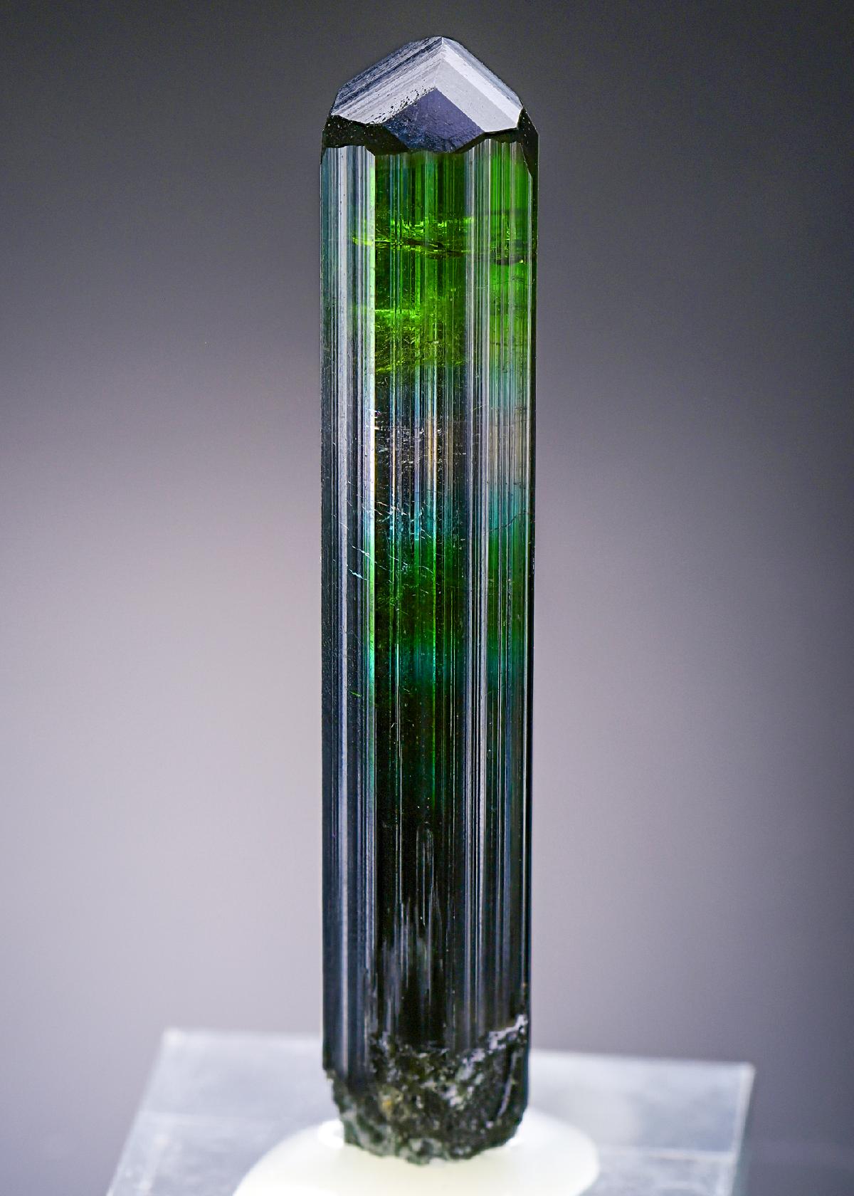 CC19268 specimen image