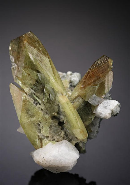 CC19277 specimen image